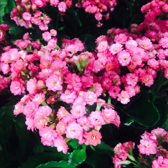 Meet your Posher, Kenia - Picture 1 of 1